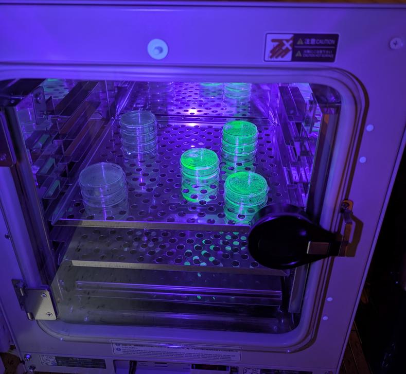E.coli genetically modified with GFP