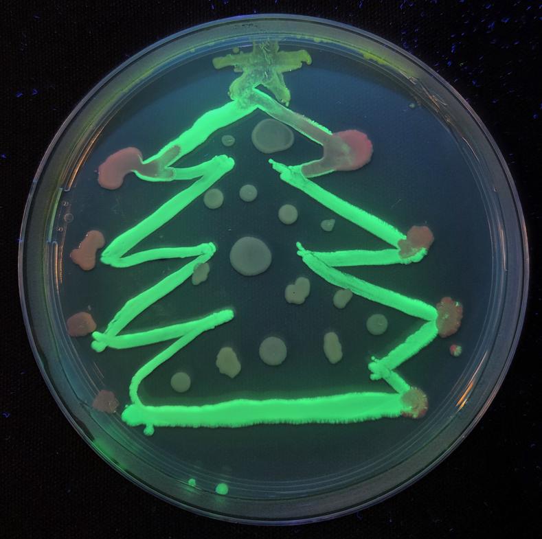 Christmas art with UV fluorescent bacteria
